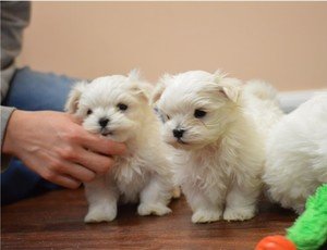 Mooie witte Maltese puppies beschikbaar - 1