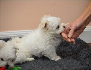 Mooie witte Maltese puppies beschikbaar - 2