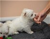 Mooie witte Maltese puppies beschikbaar - 2 - Thumbnail