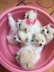 Theekopje Pommeren puppy's voor re-homing. - 1