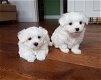 Maltese puppy's te koop - 1 - Thumbnail