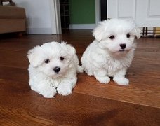 Maltese puppy's te koop