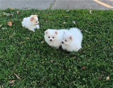 Pluizige Pomeranian-puppy's
