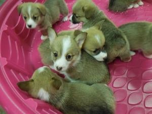 Pembroke Welsh Corgi-puppy's - 1