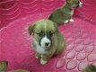 Pembroke Welsh Corgi-puppy's - 2 - Thumbnail