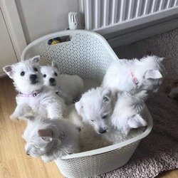 West Highland Terrier-puppy's - 1