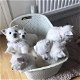 West Highland Terrier-puppy's - 1 - Thumbnail