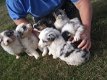 Puppy van de Australian Shepherd - 1 - Thumbnail