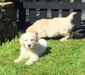 Prachtige Golden Retriever-puppies nu beschikbaar - 1
