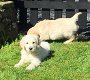 Prachtige Golden Retriever-puppies nu beschikbaar - 1 - Thumbnail