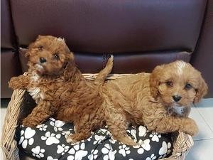 Nest met prachtige Cavapoo-puppy's - 1