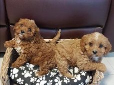 Nest met prachtige Cavapoo-puppy's