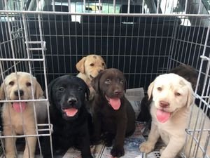 Volledig gezondheid geteste labrador puppies - 1
