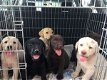 Volledig gezondheid geteste labrador puppies - 1 - Thumbnail