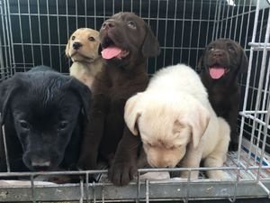 Volledig gezondheid geteste labrador puppies - 2