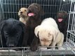 Volledig gezondheid geteste labrador puppies - 2 - Thumbnail