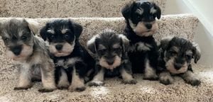 Mooie Dwergschnauzer-puppy's - 1