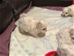 Prachtige Maltese puppy's - 1 - Thumbnail