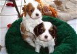 Cavalier King Charles Spaniel puppies beschikbaar. - 1 - Thumbnail