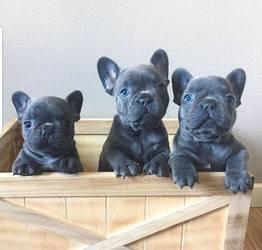 Prachtige rasechte Franse bulldogpups - 1