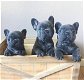 Prachtige rasechte Franse bulldogpups - 1 - Thumbnail