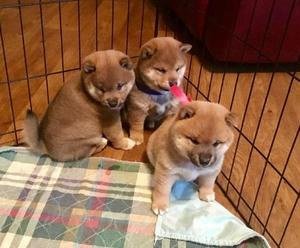 Verbazingwekkende Shiba Inu-puppy's - 1