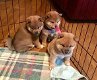 Verbazingwekkende Shiba Inu-puppy's - 1 - Thumbnail