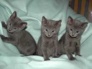 Russische blauwe kittens gaan naar hun huis voor altijd. - 1