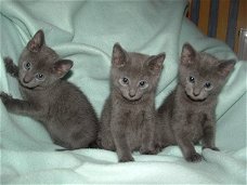 Russische blauwe kittens gaan naar hun huis voor altijd.