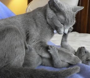 Russische blauwe kittens gaan naar hun huis voor altijd. - 2