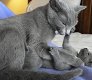 Russische blauwe kittens gaan naar hun huis voor altijd. - 2 - Thumbnail