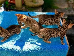 Verbazingwekkende Bengaalse kittens voor nieuwe huizen - 1