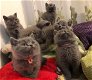 Britse korthaar kittens - 1 - Thumbnail