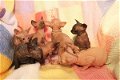 Sphynx Kittens - 1 - Thumbnail
