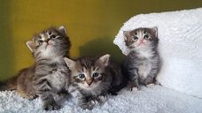 Mooie Siberische kittens