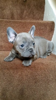 Franse Bulldog puppies te koop