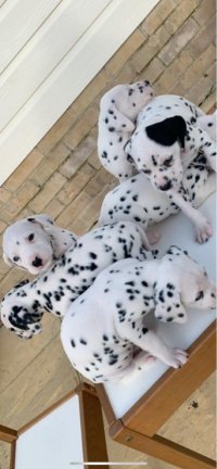 Dalmatische puppy's te koop