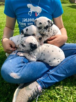 Mannelijke en vrouwelijke Dalmatische puppy's te koop - 1