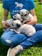 Mannelijke en vrouwelijke Dalmatische puppy's te koop - 1 - Thumbnail