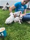 Mannelijke en vrouwelijke Dalmatische puppy's te koop - 2 - Thumbnail