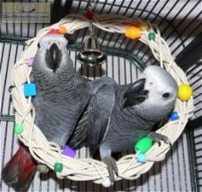 Schattige Afrikaanse grijze papegaaien voor uw huis.