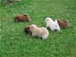 Chow Chow-puppy's - 1 - Thumbnail