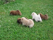 Chow Chow-puppy's