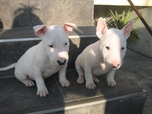 Engelse Bull Terrier-puppy's te koop - 1