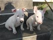 Engelse Bull Terrier-puppy's te koop - 1 - Thumbnail