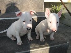 Engelse Bull Terrier-puppy's te koop