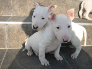 Engelse Bull Terrier-puppy's te koop - 2