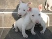 Engelse Bull Terrier-puppy's te koop - 2 - Thumbnail