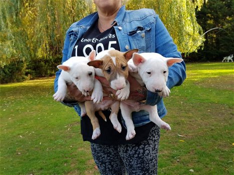 Engelse Bull Terrier-puppy's te koop - 1