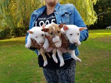 Engelse Bull Terrier-puppy's te koop